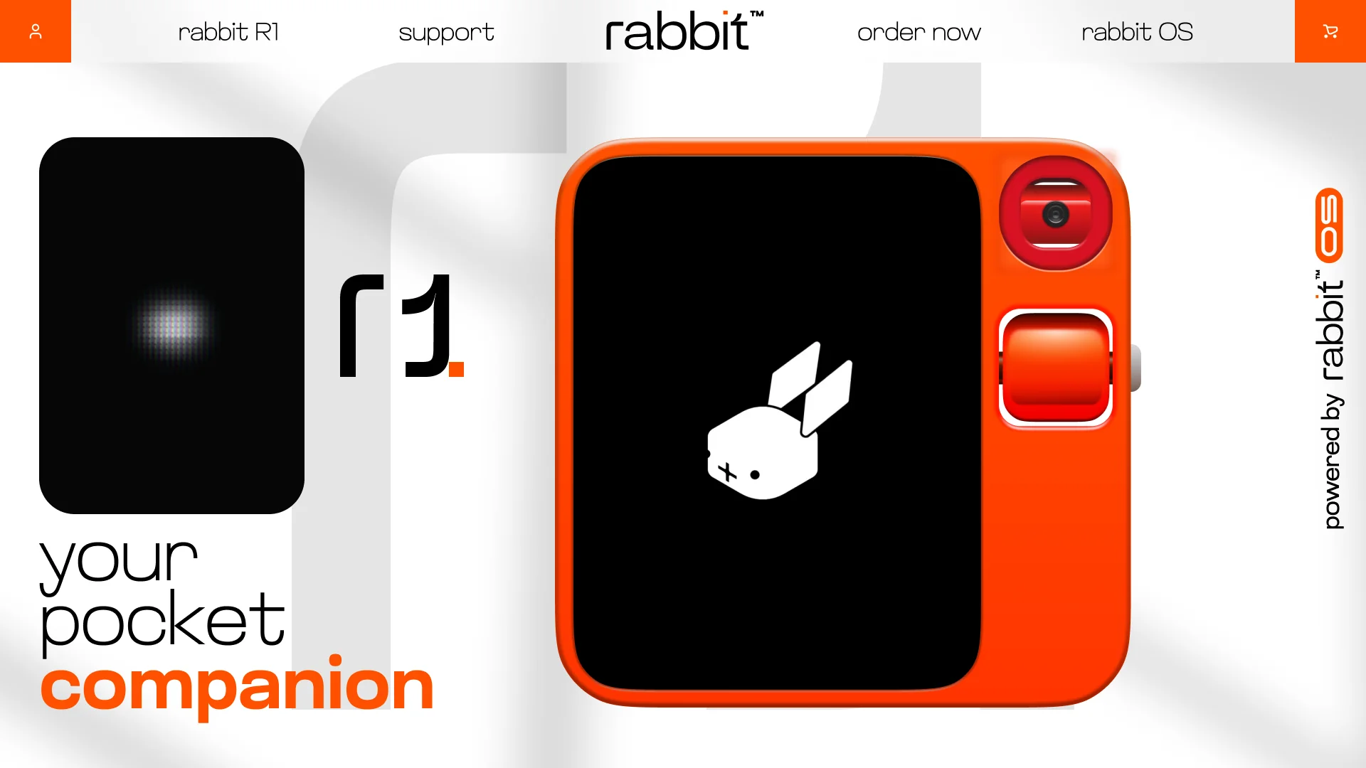 Rabbit — image 4